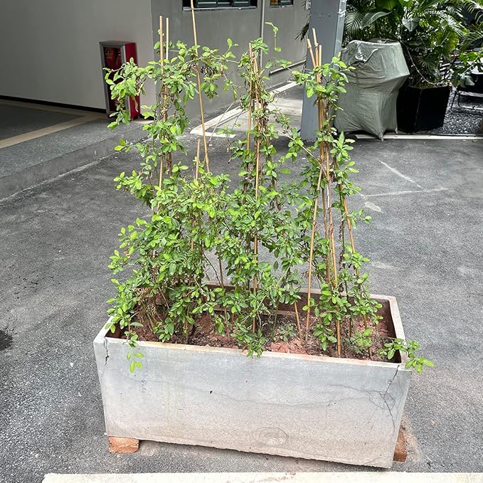 Plant Stakes,16 Inches Natural Garden Bamboo Sticks,BOVITRO 20Pcs Plant Support Stakes for Tomatoes,Beans,Vegetable and Potted Plants