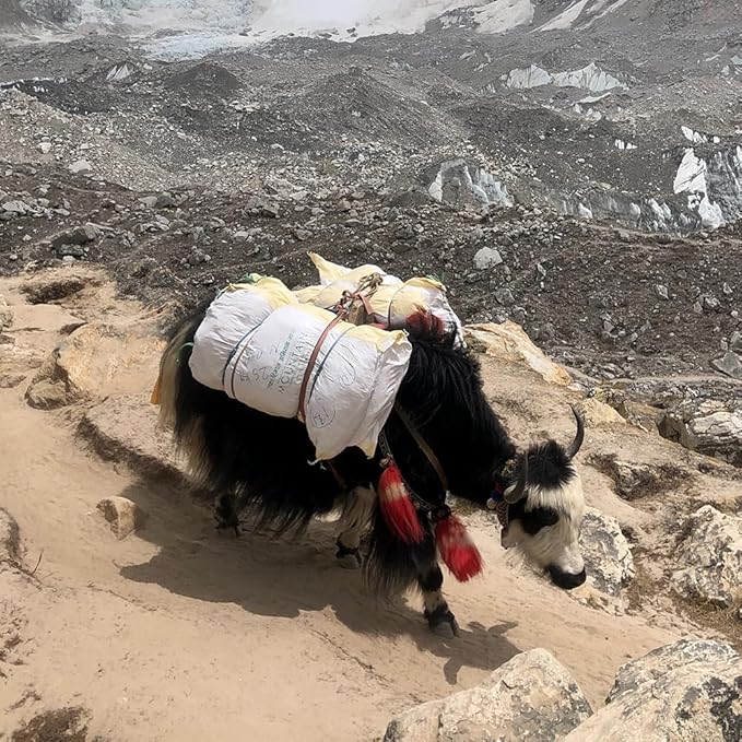 Reflective Paracord 550 lb, 7 Strand Paracord Rope 1000ft 4mm, Nylon Parachute Cord for Camping, Neon Orange