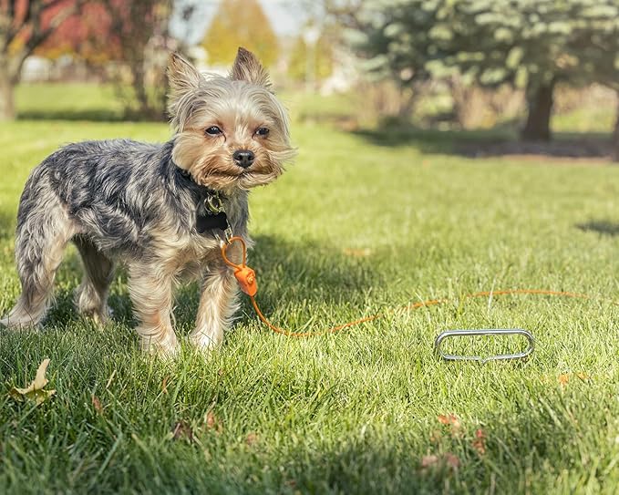 IntelliLeash Mini Intelli-Stayk: Secure Tie-Out Stake for Small Dogs (Up to 20 Pounds) with Patented Surface-Lock Technology