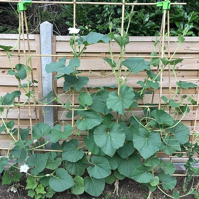 Plant Stakes 4.8FT, Natural Bamboo Stakes, HAINANSTRY 20Pcs Sturdy Bamboo Garden Stakes, Bamboo Sticks for Plants, Beans, Indoor and Outdoor Climbing Plants, Tomato Vegetable Stakes for Garden