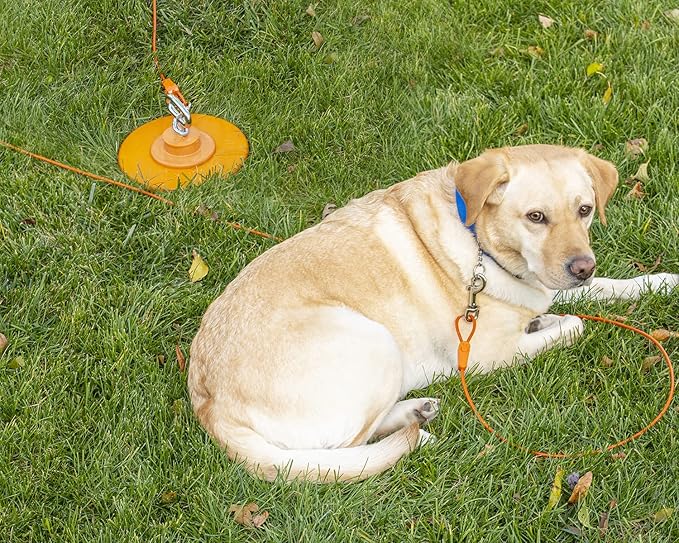 IntelliLeash Intelli-Stayk: Beast Dog Surface-Lock Tie-Out Stake for Large and Strong Dogs